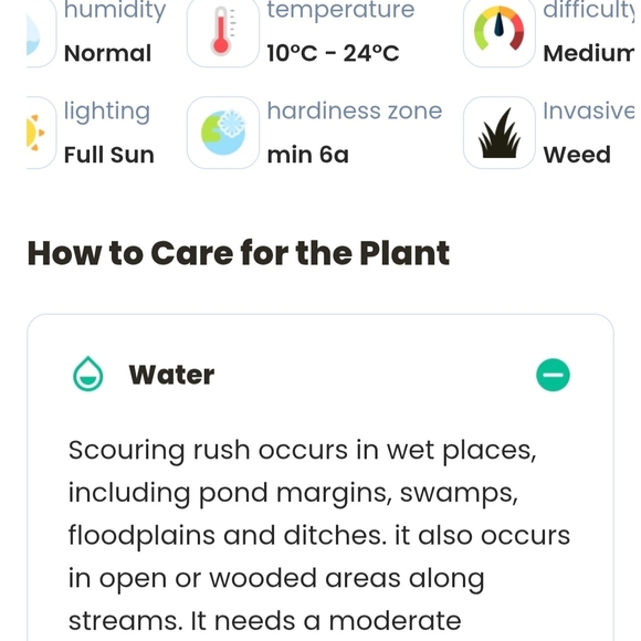 Horsetail, Approximately 25 Reeds w/ Roots - Picture 7 of 8